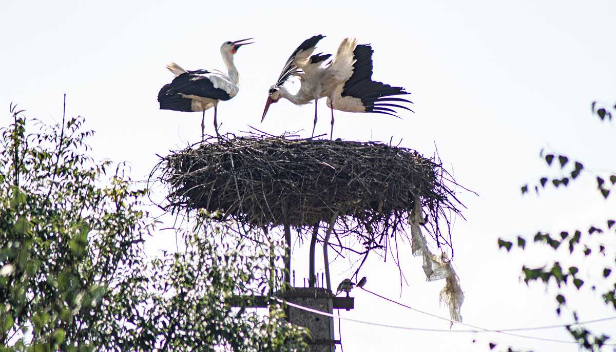 Kelepelés Hargitától Afrikáig